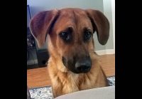 Sagley’s Biker Bully Farm – Bane