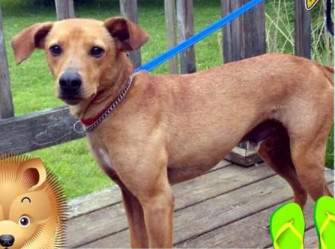 Stewart County Faithful Friends Animal Rescue - Alexander Stewart County Faithful Friends Animal Rescue - Alexander