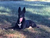 Two Ladies Caring Dog Rescue- Nitro