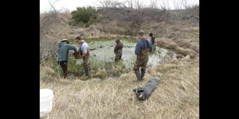 BioBlitz at the Big Sandy Unit of the Tennessee National Wildlife Refuge (NWR) to be held May 16th.