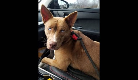 Companion Pet Rescue of Middle Tennessee - Lacey