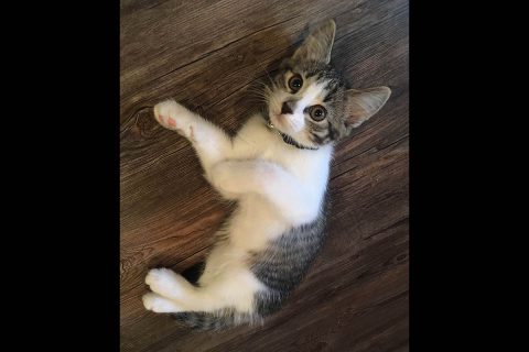 Humane Society of Clarksville-Montgomery County - Mochi Humane Society of Clarksville-Montgomery County - Mochi