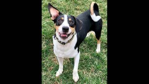 Humane Society of Clarksville-Montgomery County - Rex Humane Society of Clarksville-Montgomery County - Rex