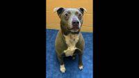 Montgomery County Animal Care and Control – Delilah