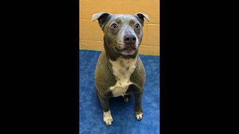 Montgomery County Animal Care and Control - Delilah