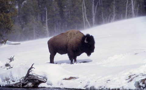 An adult bison during the winter season in Yellowstone National Park. (National Park Service) An adult bison during the winter season in Yellowstone National Park. (National Park Service)