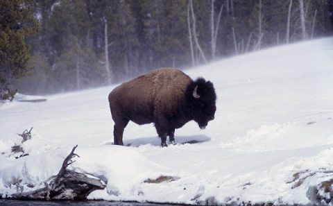 An adult bison during the winter season in Yellowstone National Park. (National Park Service)