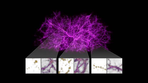 Astronomers have gotten creative in trying to trace the elusive cosmic web, the large-scale backbone of the cosmos. Researchers turned to slime mold, a single-cell organism found on Earth, to help them build a map of the filaments in the local universe (within 500 million light-years from Earth) and find the gas within them. (NASA, ESA, and J. Burchett and O. Elek (UC Santa Cruz)) Astronomers have gotten creative in trying to trace the elusive cosmic web, the large-scale backbone of the cosmos. Researchers turned to slime mold, a single-cell organism found on Earth, to help them build a map of the filaments in the local universe (within 500 million light-years from Earth) and find the gas within them. (NASA, ESA, and J. Burchett and O. Elek (UC Santa Cruz))
