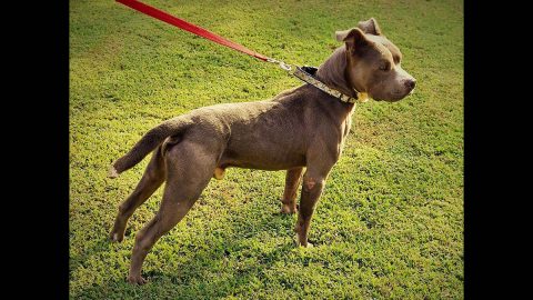 Hamilton is available at Sagley's Biker Bully Farm.