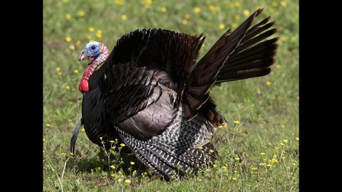 TWRA reminds TWRA tells hunters to “Tag Before You Drag” this Turkey season.