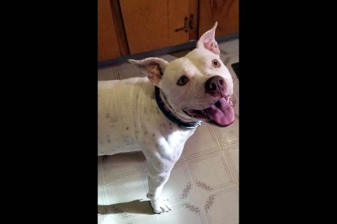 Companion Pet Rescue of Middle Tennessee - Bella Companion Pet Rescue of Middle Tennessee - Bella
