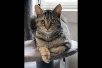 Dover Humane Society – Alegra