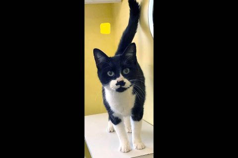 Dover Humane Society - Shelby