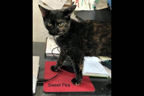 Dover Humane Society - Sweet Pea