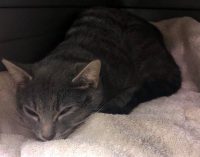 Humane Society of Clarksville-Montgomery County – Scaredy Cat