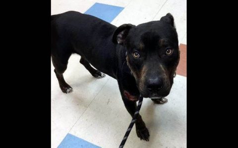 Montgomery County Animal Care and Control - Javier Montgomery County Animal Care and Control - Javier