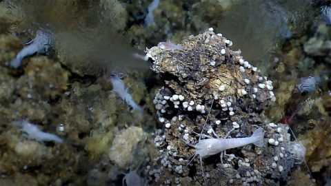 A seafloor vent called a "white smoker" spews mineral-rich water into the ocean and serves as an energy hub for living creatures. Some scientists think life on Earth may have begun around similar vents on the ocean floor billions of years ago. (NOAA/C. German (WHOI)) A seafloor vent called a "white smoker" spews mineral-rich water into the ocean and serves as an energy hub for living creatures. Some scientists think life on Earth may have begun around similar vents on the ocean floor billions of years ago. (NOAA/C. German (WHOI))