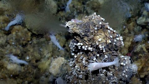 A seafloor vent called a "white smoker" spews mineral-rich water into the ocean and serves as an energy hub for living creatures. Some scientists think life on Earth may have begun around similar vents on the ocean floor billions of years ago. (NOAA/C. German (WHOI))