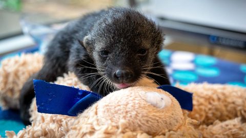 Palawan Binturong Kit born at the Nashville Zoo. (Kate Johns)