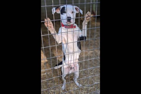 Sagley's Biker Bully Farm - Beavis