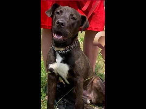 Stewart County Faithful Friends Animal Rescue - Fiona Stewart County Faithful Friends Animal Rescue - Fiona