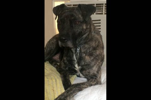 Stewart County Faithful Friends Animal Rescue - Luke
