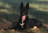 Two Ladies Caring Dog Rescue – Nitro