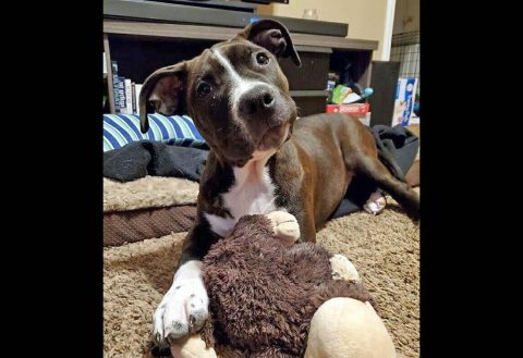 Tarzan is available at Two Ladies Caring Dog Rescue. Tarzan is available at Two Ladies Caring Dog Rescue.
