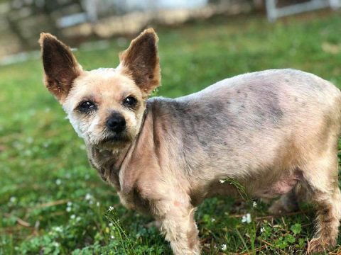 Tuffy is available at Two Ladies Caring Dog Rescue.