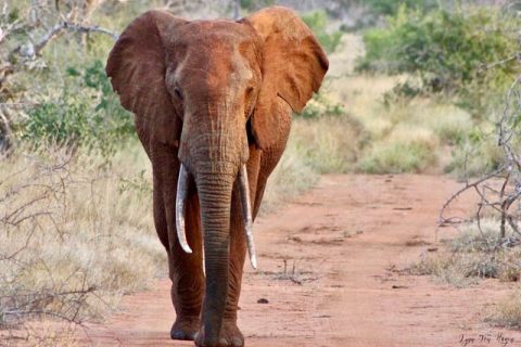 Austin Peay State University alumni Lynn Von Hagen in Kenya. (APSU)