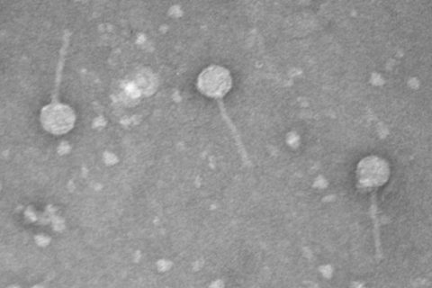 This is an image of the bacteriophage named Otwor discovered by Austin Peay State University students. (APSU)