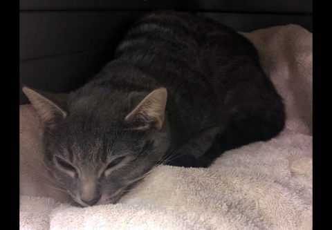 Humane Society of Clarksville-Montgomery County - Scaredy Cat