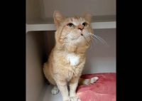 Montgomery County Animal Care and Control – Thomas