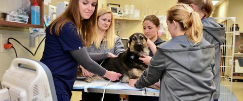 Nashville Veterinary Specialists + Animal Emergency's new pet hospital will open May 29th in Clarksville. Nashville Veterinary Specialists + Animal Emergency's new pet hospital will open May 29th in Clarksville.