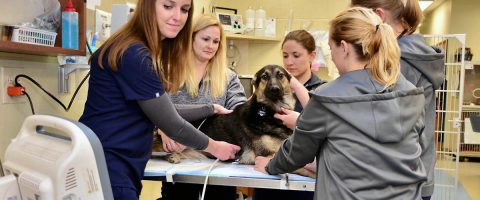 Nashville Veterinary Specialists + Animal Emergency's new pet hospital will open May 29th in Clarksville.