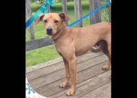 Stewart County Faithful Friends Animal Rescue – Alexander