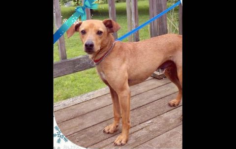 Stewart County Faithful Friends Animal Rescue -Alexander Stewart County Faithful Friends Animal Rescue -Alexander
