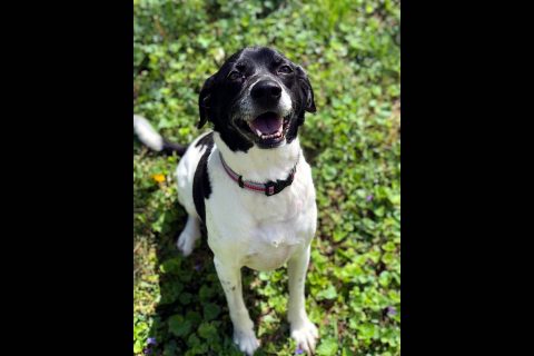 Companion Pet Rescue of Middle Tennessee - Ein Companion Pet Rescue of Middle Tennessee - Ein