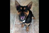 Dover Humane Society – Ben
