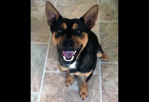 Dover Humane Society - Ben Dover Humane Society - Ben
