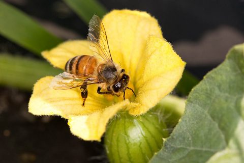 National Pollinator Week is June 22nd-28th.