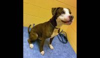 Montgomery County Animal Care and Control – Joey