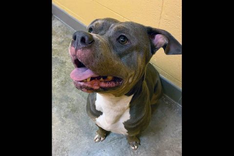 Montgomery County Animal Care and Control - Lexie