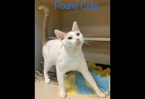 Montgomery County Animal Care and Control - Pound Cake