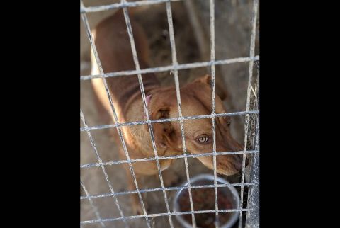 Sagley's Biker Bully Farm - Jewels