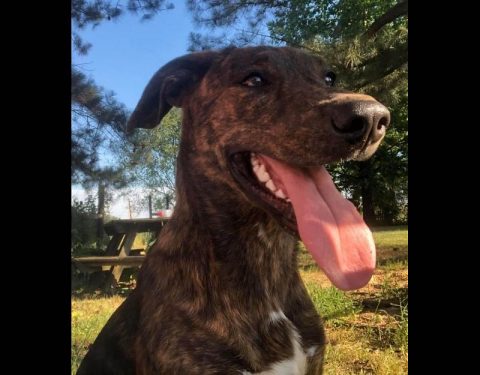 Two Ladies Caring Dog Rescue - Sissy