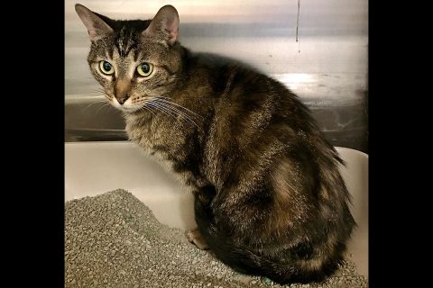 James is available at Cats Are Us. James is available at Cats Are Us.