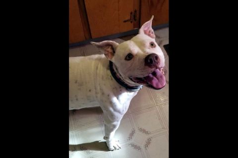 Companion Pet Rescue of Middle Tennessee - Bella Companion Pet Rescue of Middle Tennessee - Bella