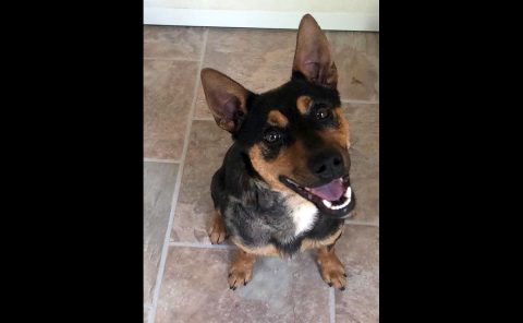 Dover Humane Society - Ben Dover Humane Society - Ben