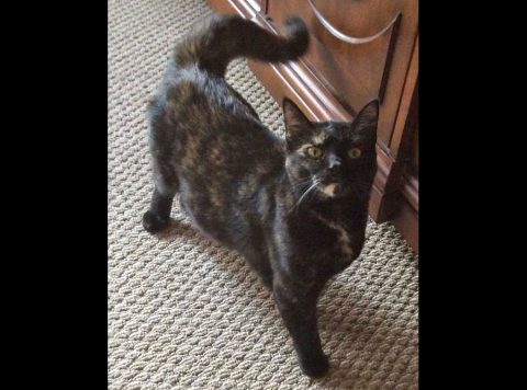 Dover Humane Society - Foxie Dover Humane Society - Foxie